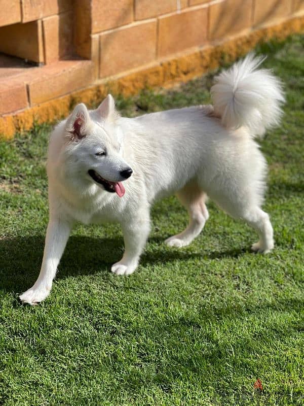 samoyed dogs 0