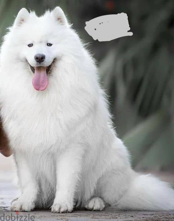 samoyed dogs 1