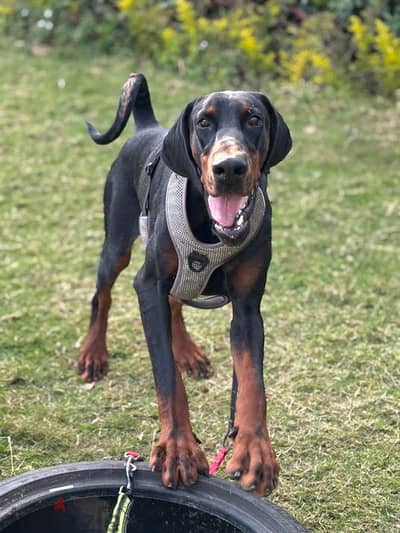 male Doberman