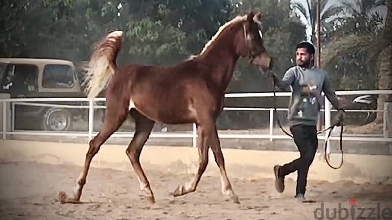 حصان عربى عبيان بالاوراق 1