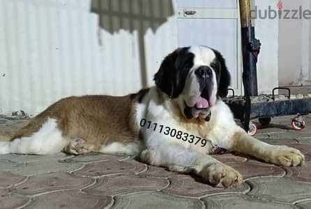 saint Bernard