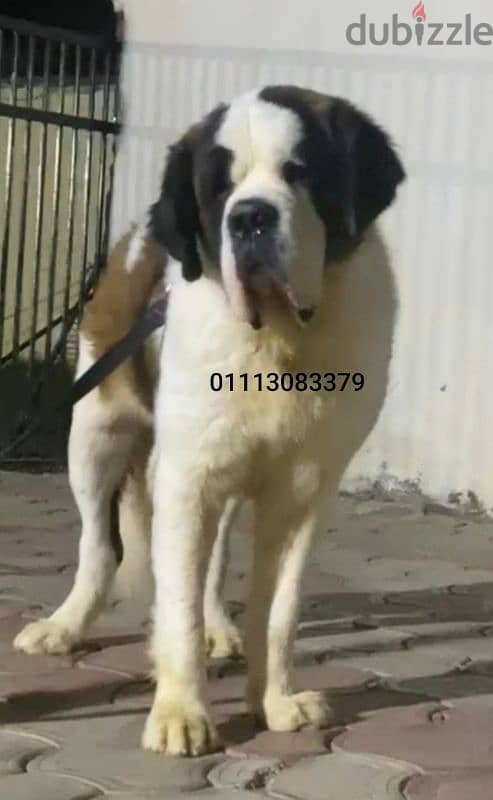 saint Bernard 1