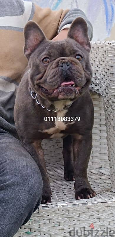 French bulldog matting 0