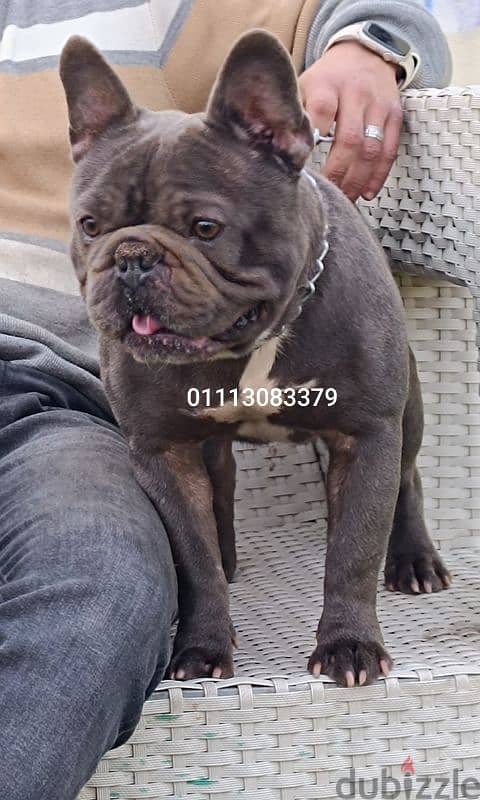 French bulldog matting 2