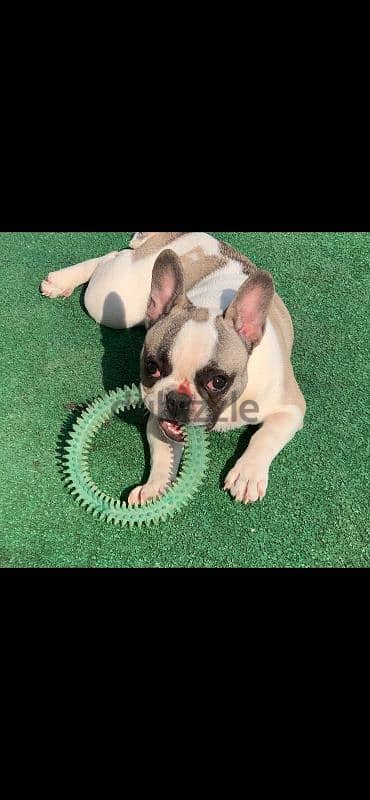 French bulldog Female Full vaccinated