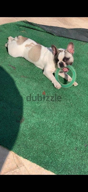 French bulldog Female Full vaccinated 1