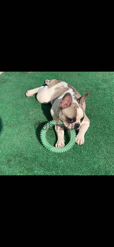 French bulldog Female Full vaccinated 2