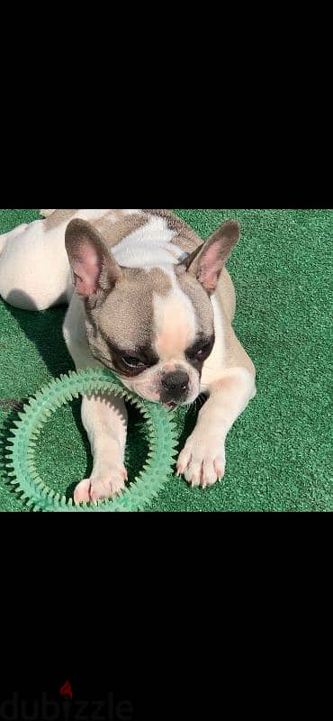 French bulldog Female Full vaccinated 3