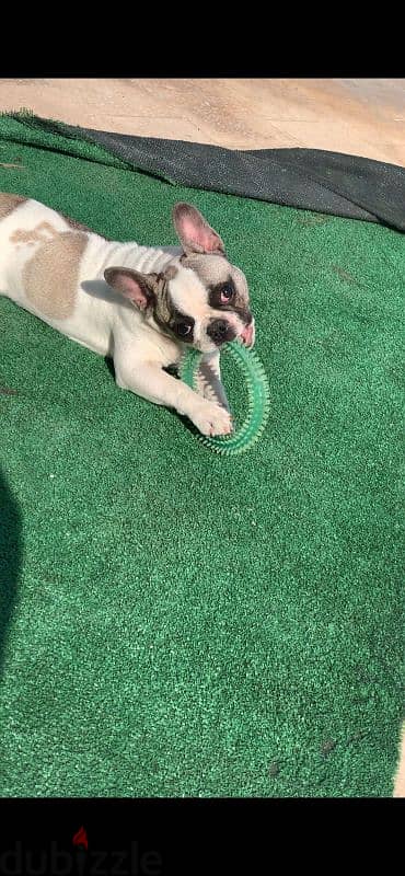 French bulldog Female Full vaccinated 4