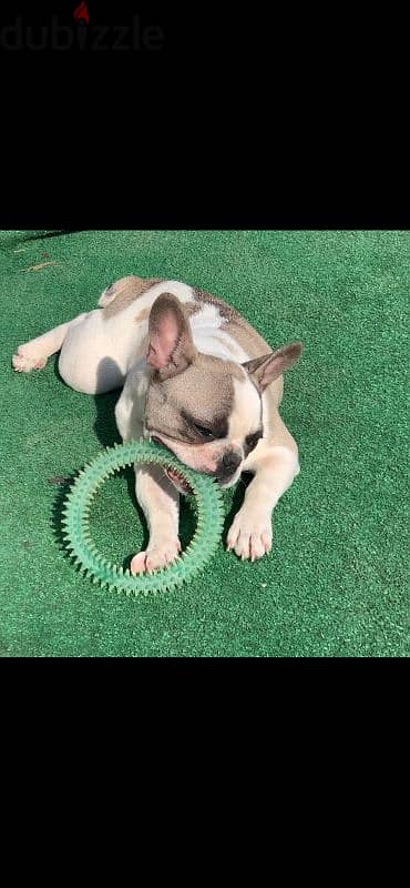 French bulldog Female Full vaccinated 6