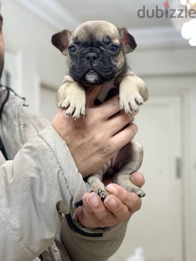 French bulldog puppy فرينش بولدوج