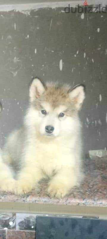 alaskan malamute 1