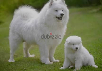 I need Samoyed for adoption