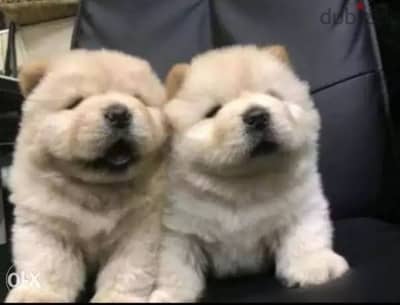 chowchow puppies 50days for aduption