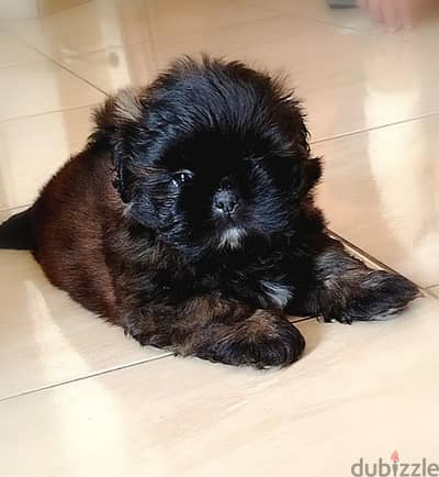 جراوي شيتزو  بيور ١٠٠٪ ألوان من النوادر shih tzu puppy