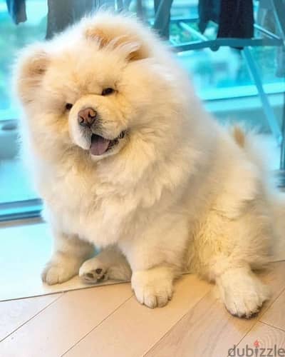 تشاو شاو أعلى مواصفات chow chow premium breed