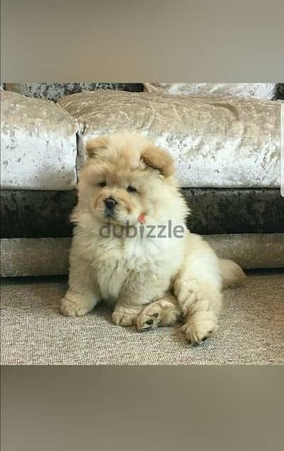 chow chow premium breed تشاو شاو أعلى مستوى