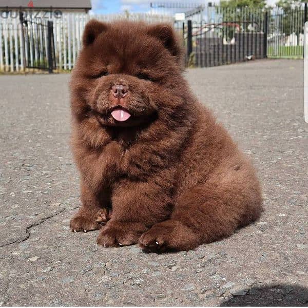 اجمل جراء تشوفها عينك تشاو تشاو Chow Chow 2