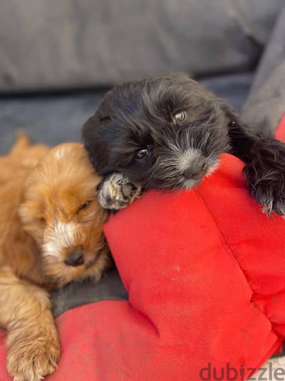 cockapoo puppies for sale