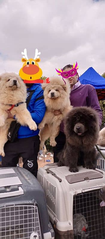 اجمل جراء تشوفها عينك تشاو تشاو Chow Chow