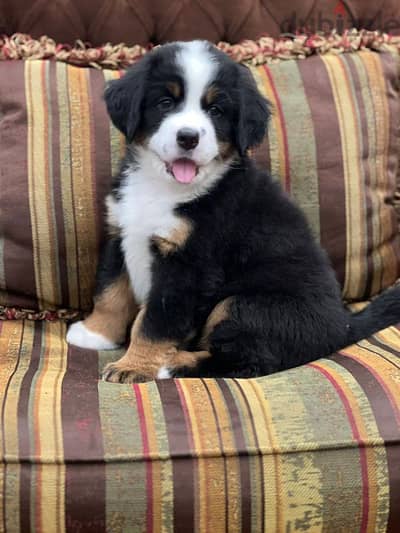 bernese mountain dog