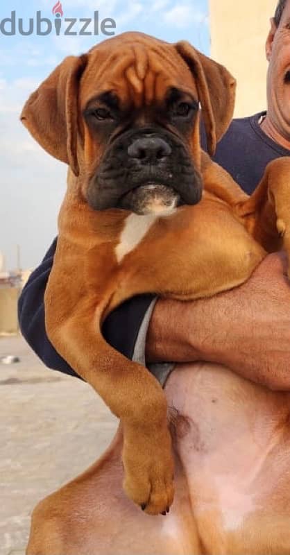 Boxer Male دكر بوكسر ٦ شهور 1