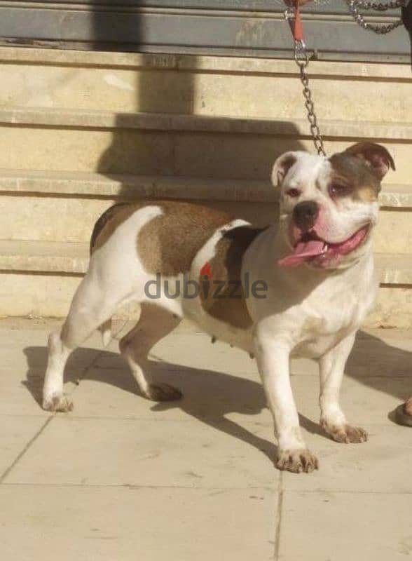 بولي American bully 2