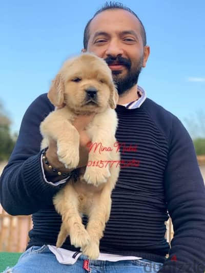 اجمد جراوى جولدن بيور فمصر golden retriever puppies