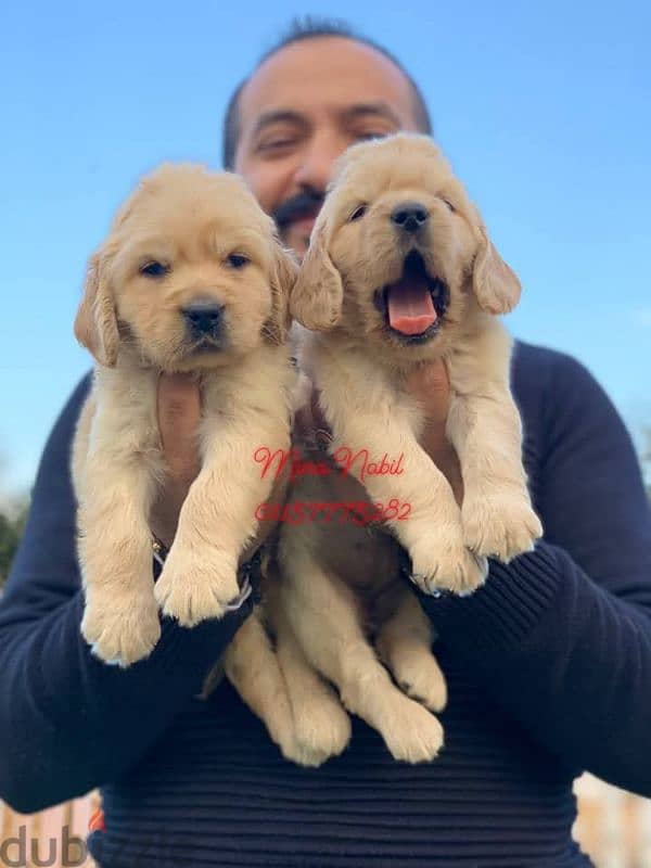 اجمد جراوى جولدن بيور فمصر golden retriever puppies 1