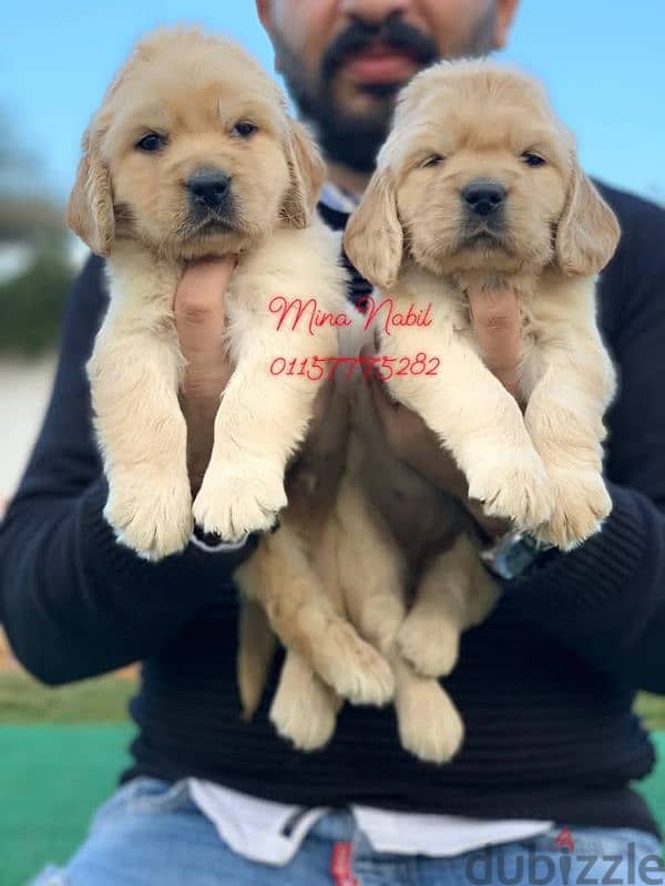 اجمد جراوى جولدن بيور فمصر golden retriever puppies 2