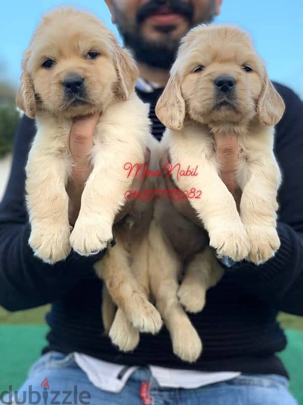 اجمد جراوى جولدن بيور فمصر golden retriever puppies 3