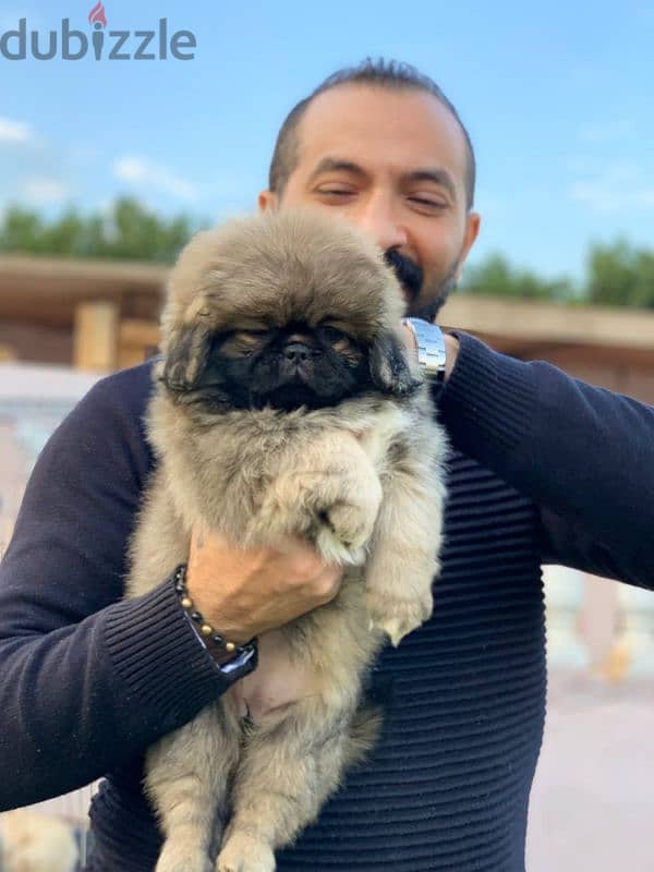 اجمد جراوى بيكنواه بيور فمصر pikinwa  puppies 0