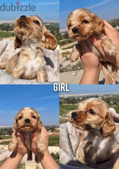 American cocker spaniel female,  بنت كوكر شهرين