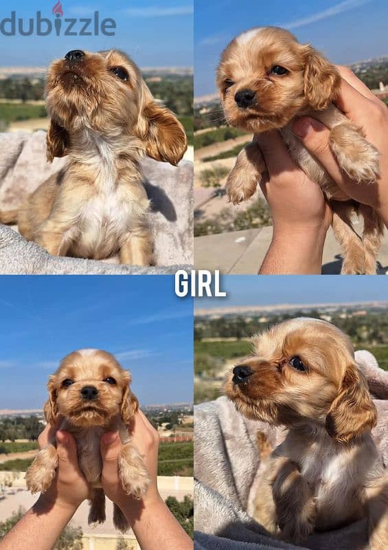 American cocker spaniel female,  بنت كوكر شهرين 0