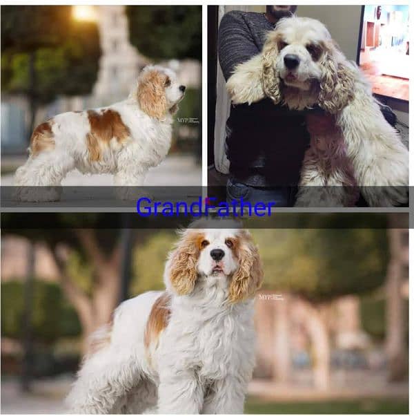 American cocker spaniel female,  بنت كوكر شهرين 1