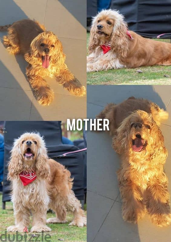 American cocker spaniel female,  بنت كوكر شهرين 2