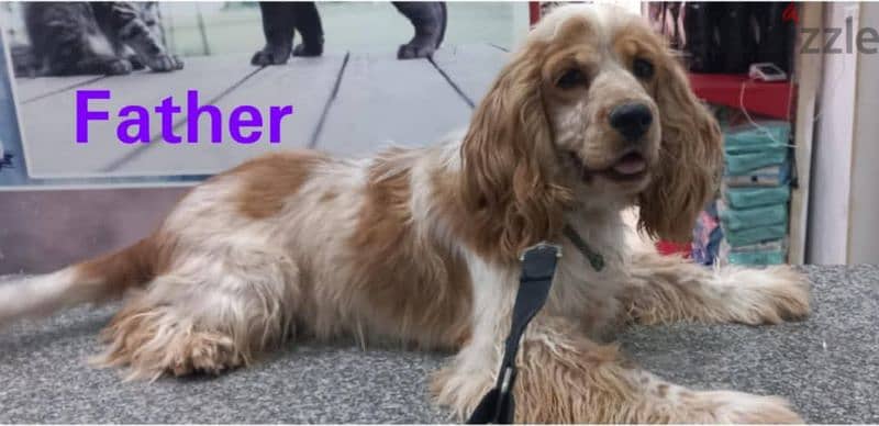 American cocker spaniel female,  بنت كوكر شهرين 3