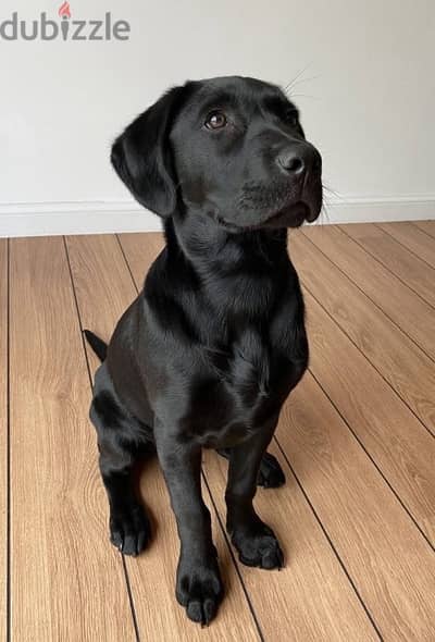 English labrador