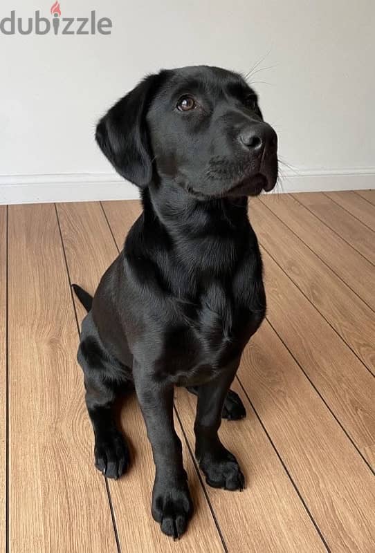 English labrador 0