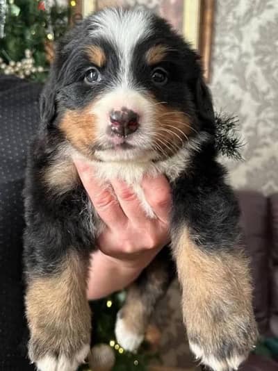 Bernese mountain dog puppy female from Russia