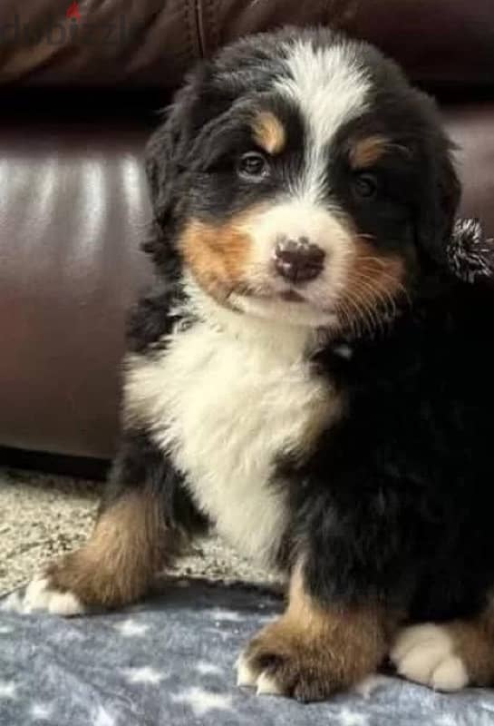 Bernese mountain dog puppy female from Russia 1