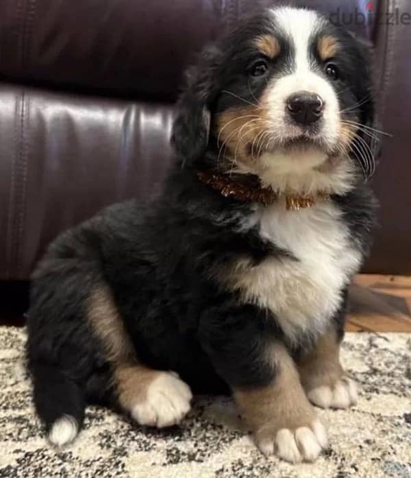 Bernese mountain dog puppy female from Russia 2