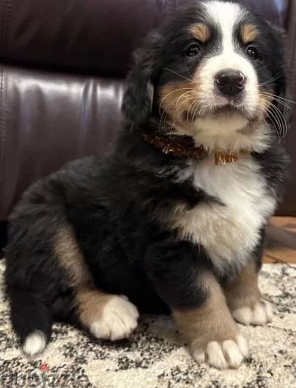 Bernese mountain dog puppy female from Russia 3