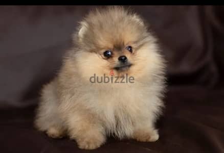 Mini Pomeranian female from Russia