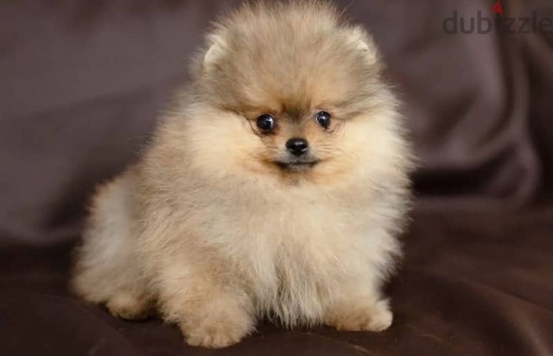 Mini Pomeranian female from Russia 1