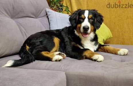 Bernese mountain dog female from Russia