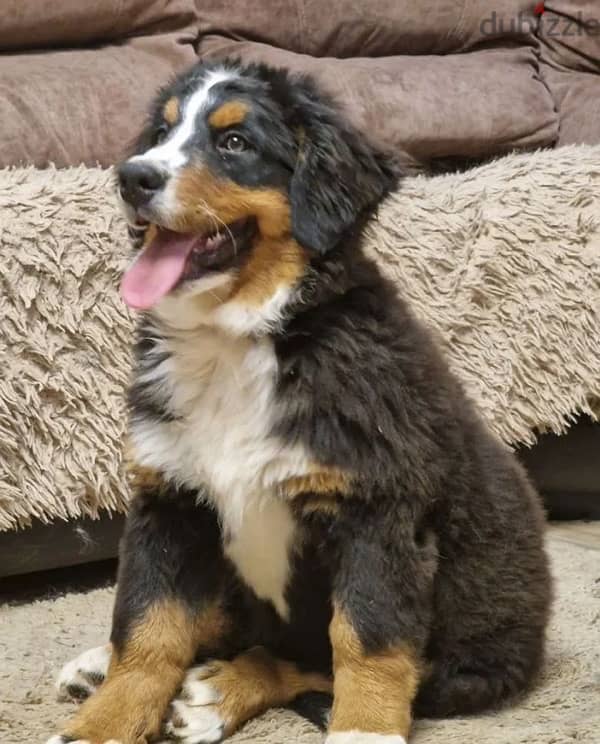 Bernese mountain dog female from Russia 1