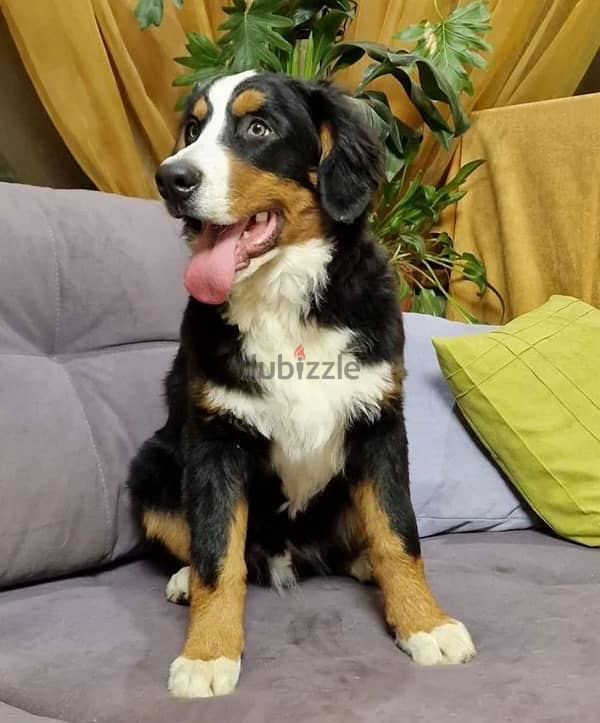 Bernese mountain dog female from Russia 2