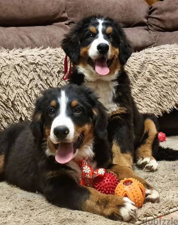 Bernese mountain dog female from Russia 3