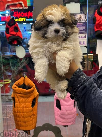 Havanese puppies 55 days(هافنيز بابي 55 يوم )